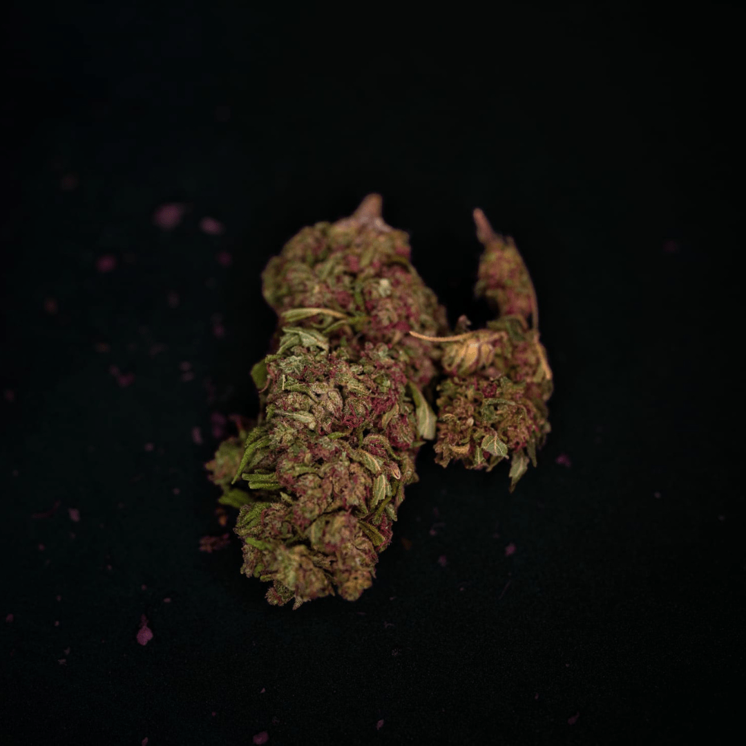 Jupiter - Infiorescenza di Canapa Light - Space CBD by LunaWeed - LunaWeed